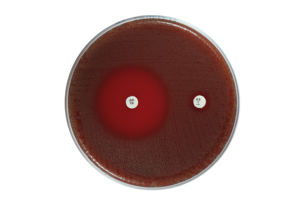 MELAB Mueller Hinton Agar + 5% Horse Blood + NAD 